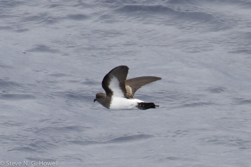 We start in the rich Humboldt Current, home to many storm-petrels, including White-bellied… Credit: Steve Howell
